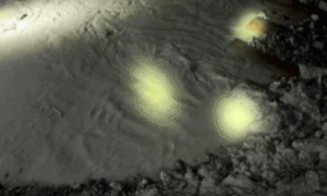 mining tailings